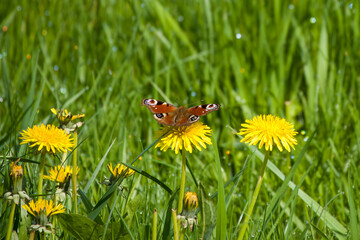 peacock butterfly resting on a bright yellow dandelion flower with dew on the grass in the...
