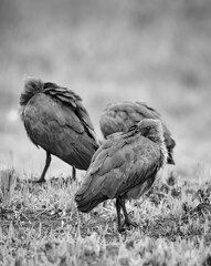 Sleeping Hadida birds
