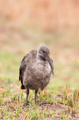 Black Hadida bird of South Africa
