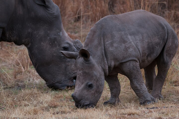 Rhino baby and Mother