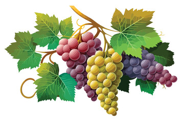 red yellow purple grapes, Fresh fruit realistic vector