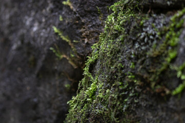 Close up texture and apttern of Green Moss