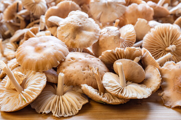 porcini mushrooms on the table