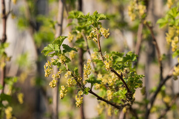 Blüten der Johannisbeere
