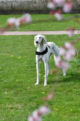 Obraz na płótnie Canvas A cute dog is standing on the grass and looking around. White saluki, Persian Greyhound