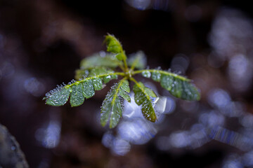 tropical rain forest terrarium or paludarium for rainforest animals like poison dart, geckos or frogs