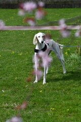 A cute dog is standing on the grass and looking around. White saluki, Persian Greyhound