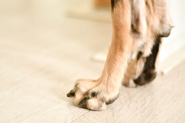 Brown or fawn colored dog standing on the floor, close-up of the cute legs and paws. Puppy has black, short and trimmed nails.