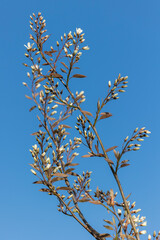 Äste der Felsenbirne mit Blüten vor blauem Himmel
