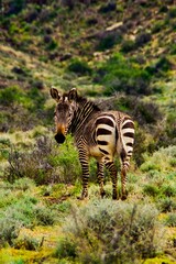 Bergzebra in der Halbwüste Karoo