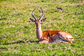 Impala, afrikanische Antilopenart