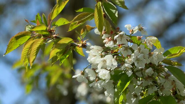 Close up of cherry tree branch in blossom