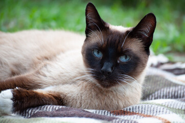 Kot syjamski leżący na kocu na trawie - obrazy, fototapety, plakaty