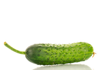 One ripe cucumber gherkin, macro, isolated on white background.