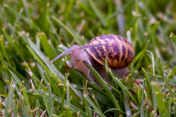 Snail crawling across the grass in the early morning. Eating a blade of grass. Brown garden snail