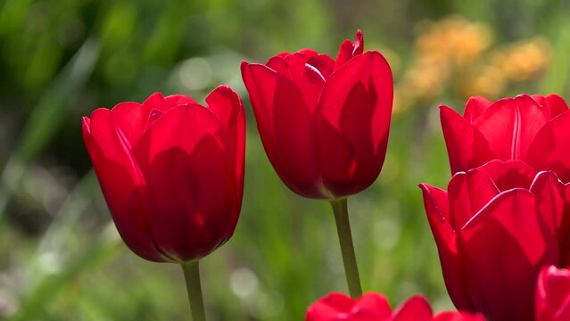 Close up of red tulips in back light