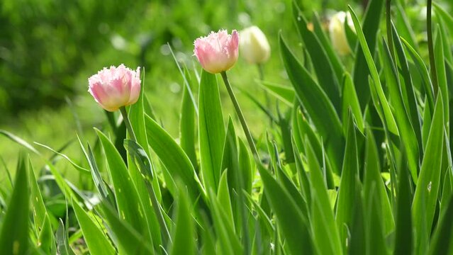 Colorful tulips on windy spring day. Tulip flower. Beautiful tulips in tulip field at spring day. 