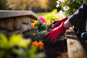 Woman gardener in garden gloves planting flowers on a sunny day. Gardening and earth care concept. Countryside living home decoration with colorful flowers. Spring plant and environment care. - obrazy, fototapety, plakaty