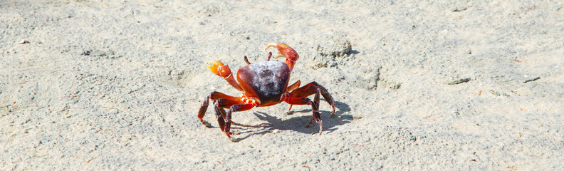 Seychelles land crab on the beach.