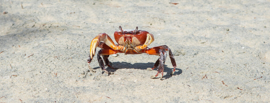 Land crab (Cardisoma) with funny eyes on Seychelles beach.