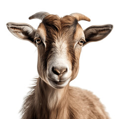 Goat in full face. Isolated on a transparent background. Generative AI.