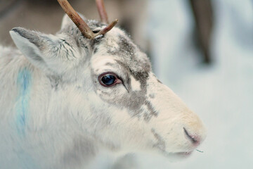 Portrait of one reindeer in Lapland, Finland. Domesticated reindeer in close-up. Reindeer in their...