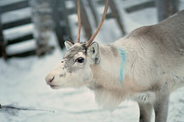 Portrait of one reindeer in Lapland, Finland. Domesticated reindeer in close-up. Reindeer in their...