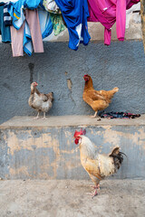Un coq et des poules dans une rue de Saint Louis au Sénégal en Afrique