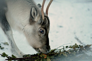 Portrait of one reindeer in Lapland, Finland. Domesticated reindeer in close-up. Reindeer in their...