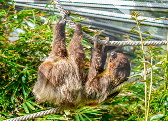 Fototapeta premium Sloth in Loro park, Tenerife, Canary islands, Spain