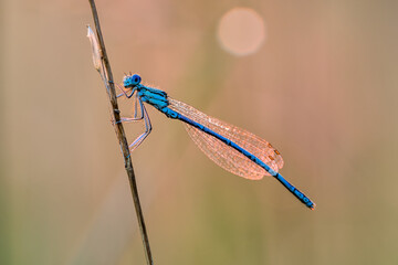 White legged damselfly male, sitting motionless on dry stem of grass at sunrise. With dew droplets on the body and wings. Side view, closeup. Genus species Platycnemis pennipes