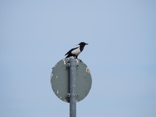 a magpie sits on a traffic sign