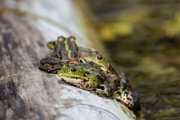 Horizontal composition of common frogs on a branch