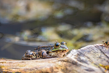 One frog sit on a branch with moscito on the head
