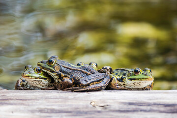 Horizontal Picture of three common frogs