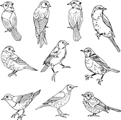 pack of outline birds collection vector illustration isolated in white background	