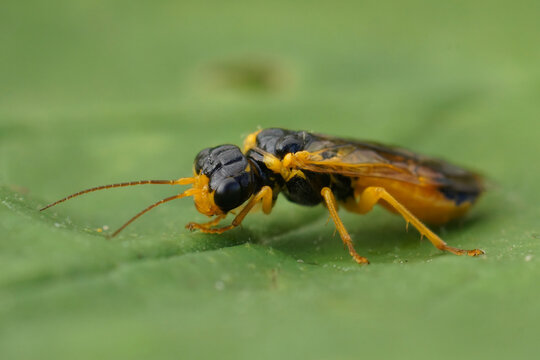 Close-up on a rare colorful oranbge Leaf-rolling Sawfly, Pamphilius alternans