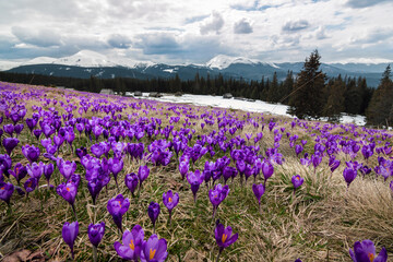 Great view of the purple crocus flower on the spring meadow. Dramatic scene. Carpathian, Ukraine, Europe. Beauty world. Soft filtered effect.