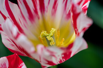 pistil of a tulip Silver Standard macro