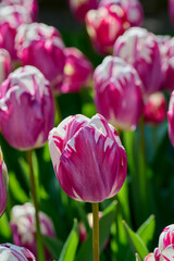 tulip Striped Sail in the sun
