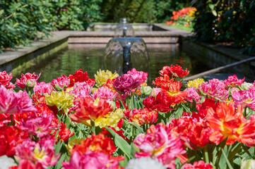 Fototapeta na wymiar tulip murillo mixed in the sun with fountain in the background