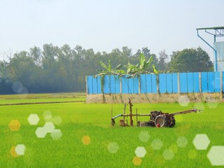 The tractor is in the green rice fields..