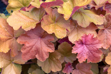 Golden leaves of Heuchera in the summer garden. Perennials, landscaping, gardening.