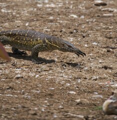 lizard on the stone