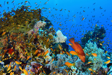 Fototapeta na wymiar Arrecife de coral del Mar Rojoj