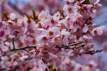 Obraz premium 長湯温泉の大漁桜