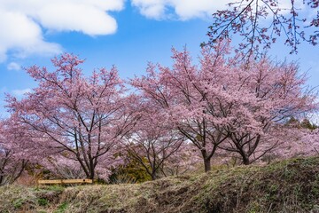 長湯温泉の大漁桜
