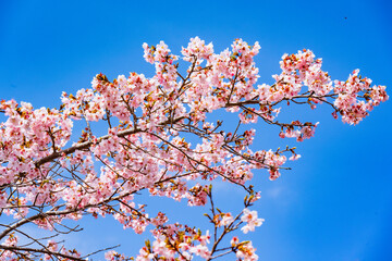 長湯温泉の大漁桜