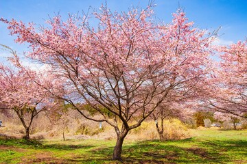 Obraz premium 長湯温泉の大漁桜