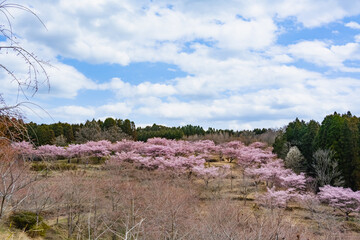長湯温泉の大漁桜